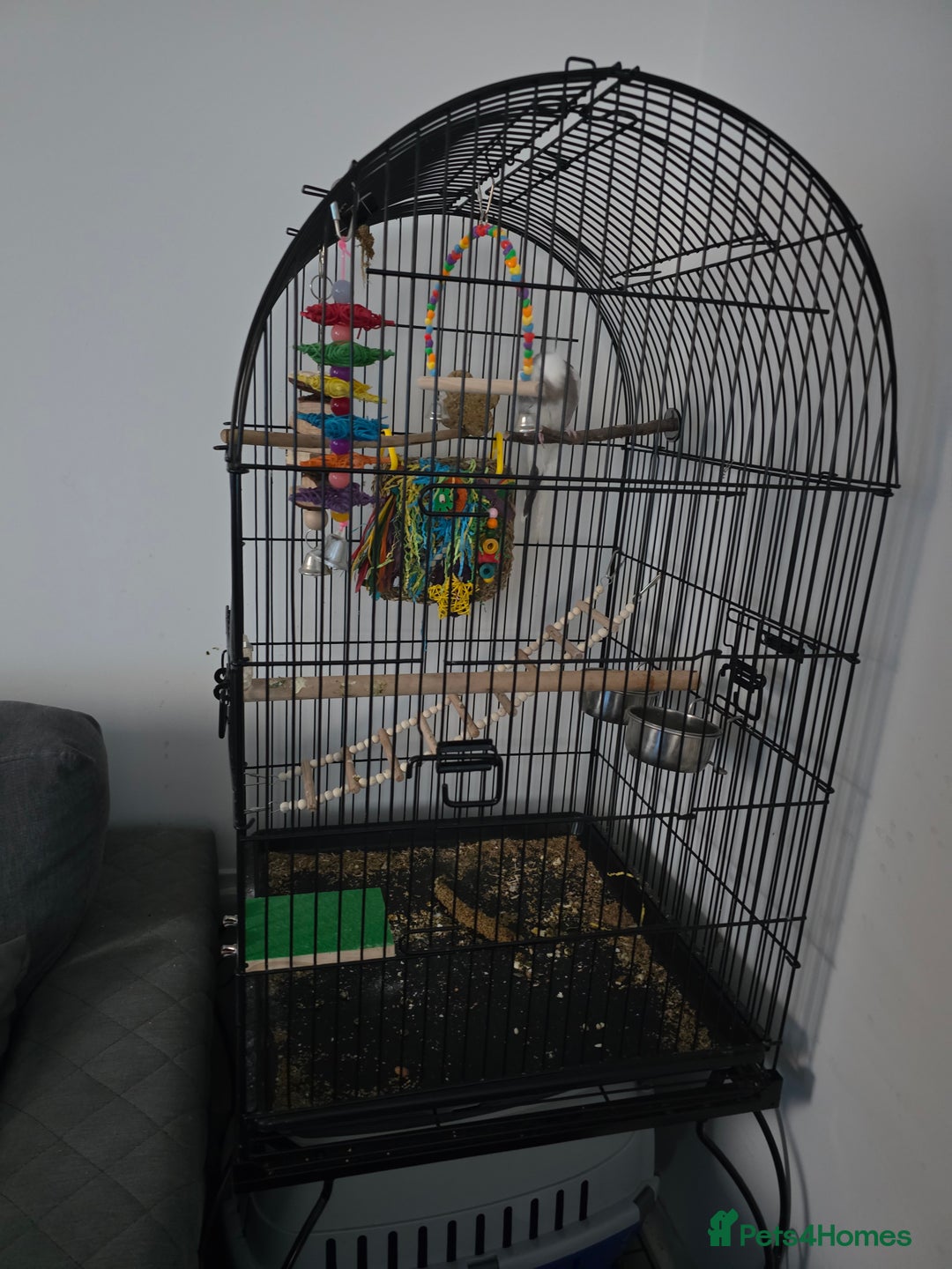 Cockatiels birds for sale: 6 month old male cockatiel with full setup - Advert 3