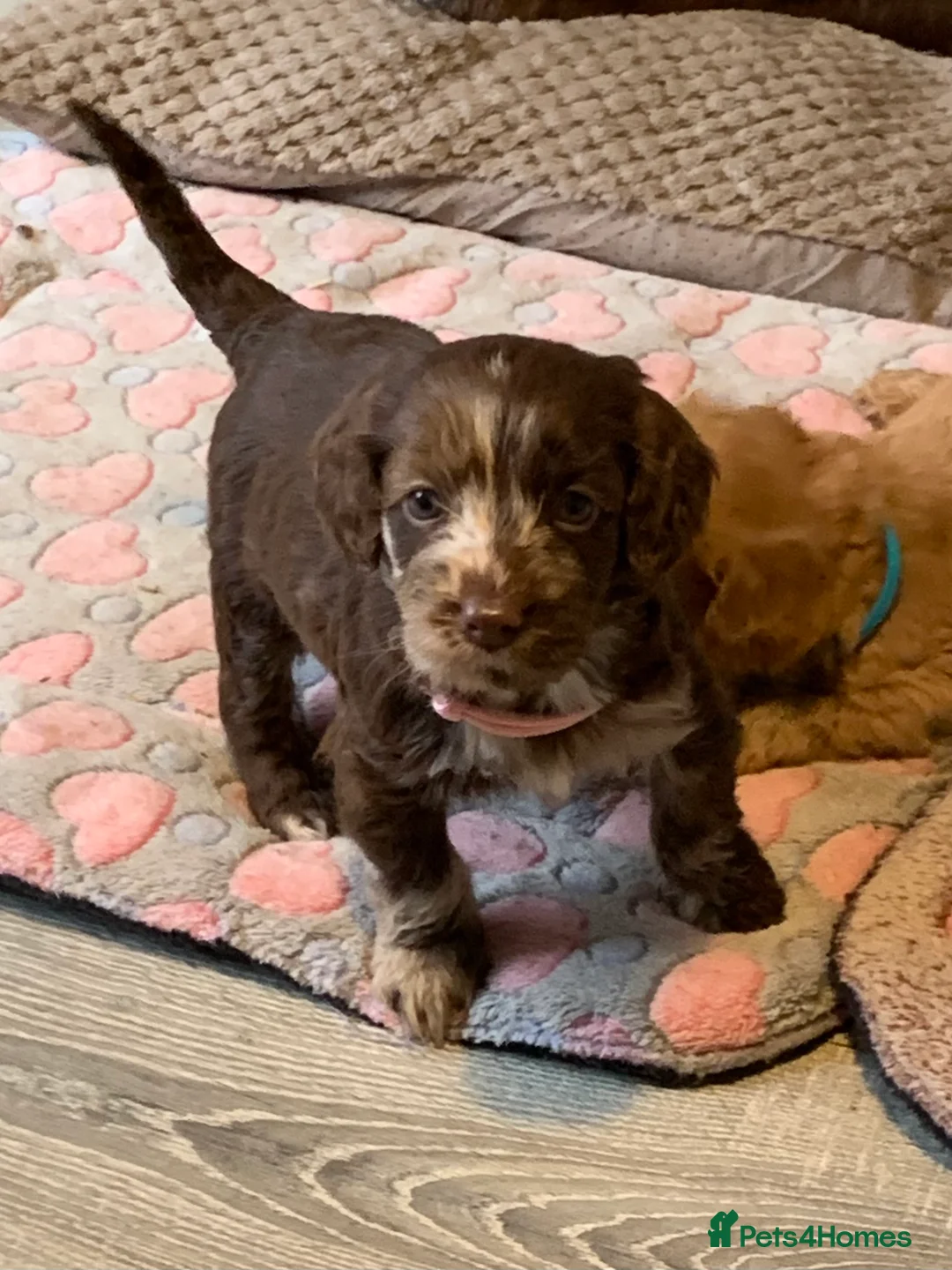 Cockapoo dogs for sale: Healthy toy poodle companions  - Advert 25