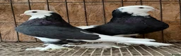Pigeons birds for sale: FANCY WEST OF ENGLAND TUMBLERS  - Advert 4