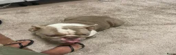 English Bulldog dogs for sale: Two female English Bulldog - Advert 10
