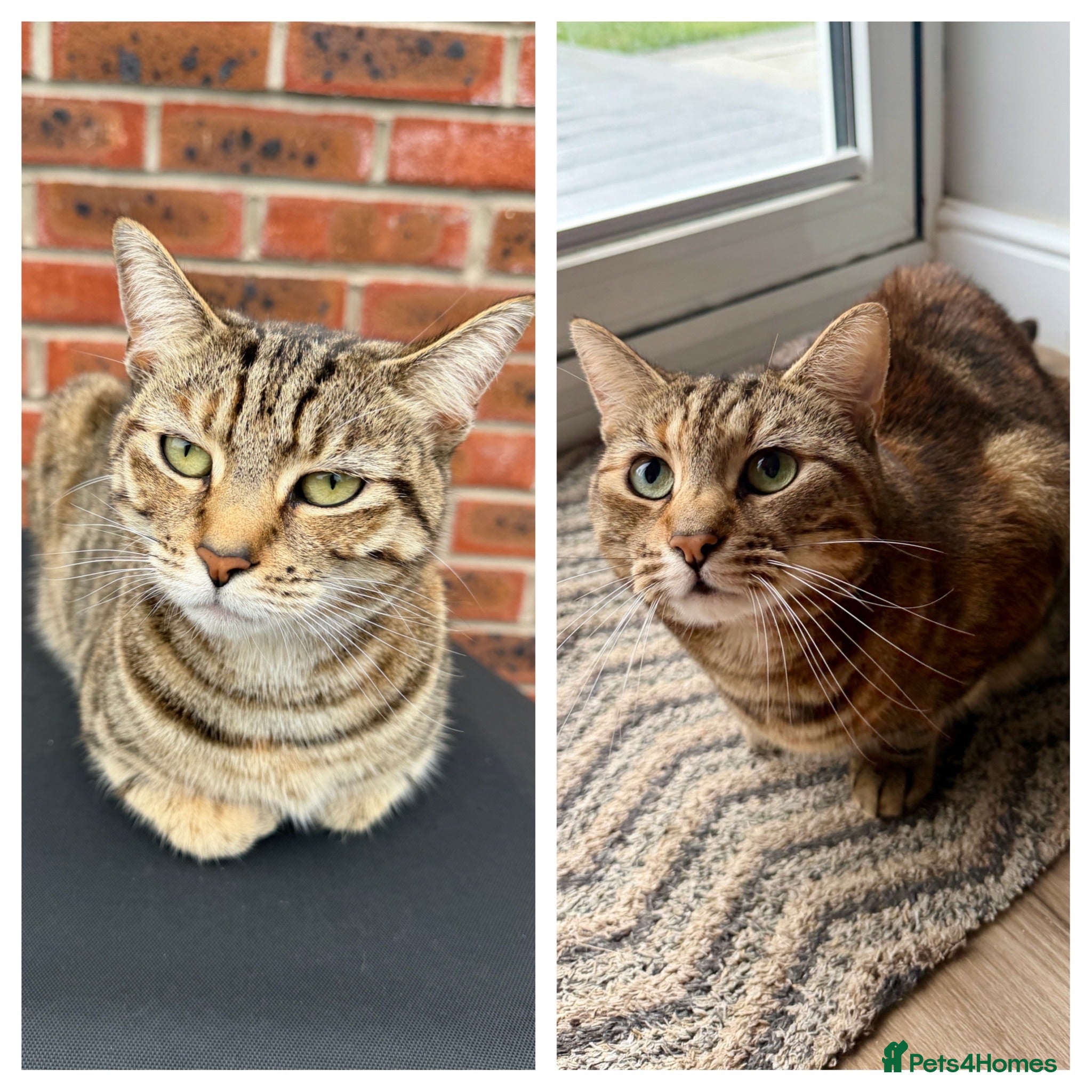 Mixed Breed cats 2 x Tabby Cats for Rehoming - Advert 1