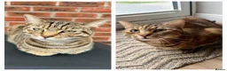Mixed Breed cats for sale: 2 x Tabby Cats for Rehoming - Advert 1