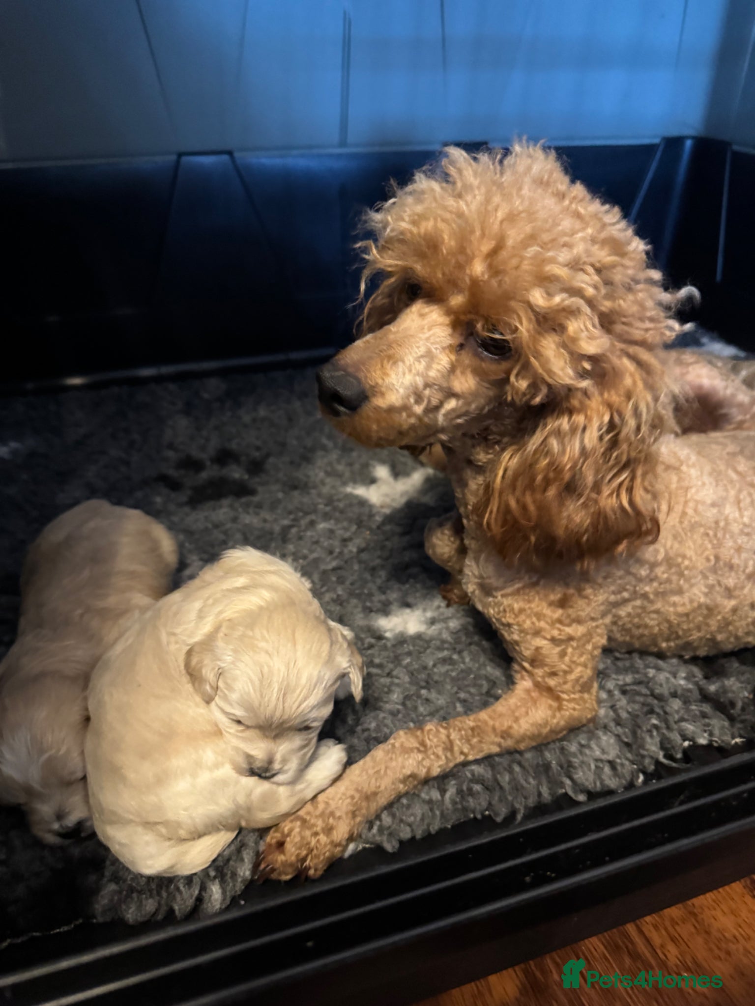 Maltipoo dogs Teddy bear maltipoo puppies  - Advert 1