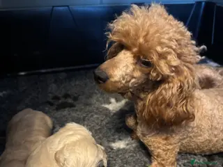 Maltipoo dogs Teddy bear maltipoo puppies - Advert 1