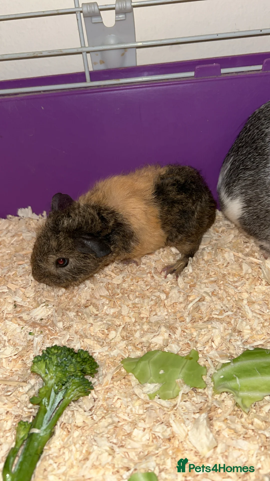 Guinea Pig rodents for sale: Beautiful female guinea pigs in Colchester - Advert 2