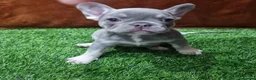 French Bulldog dogs for sale: Exceptional KC Registered French Bulldog Puppies in Carmarthen - Advert 8