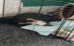 Mixed Breed rabbits for sale: 2 rabbits - Image 4