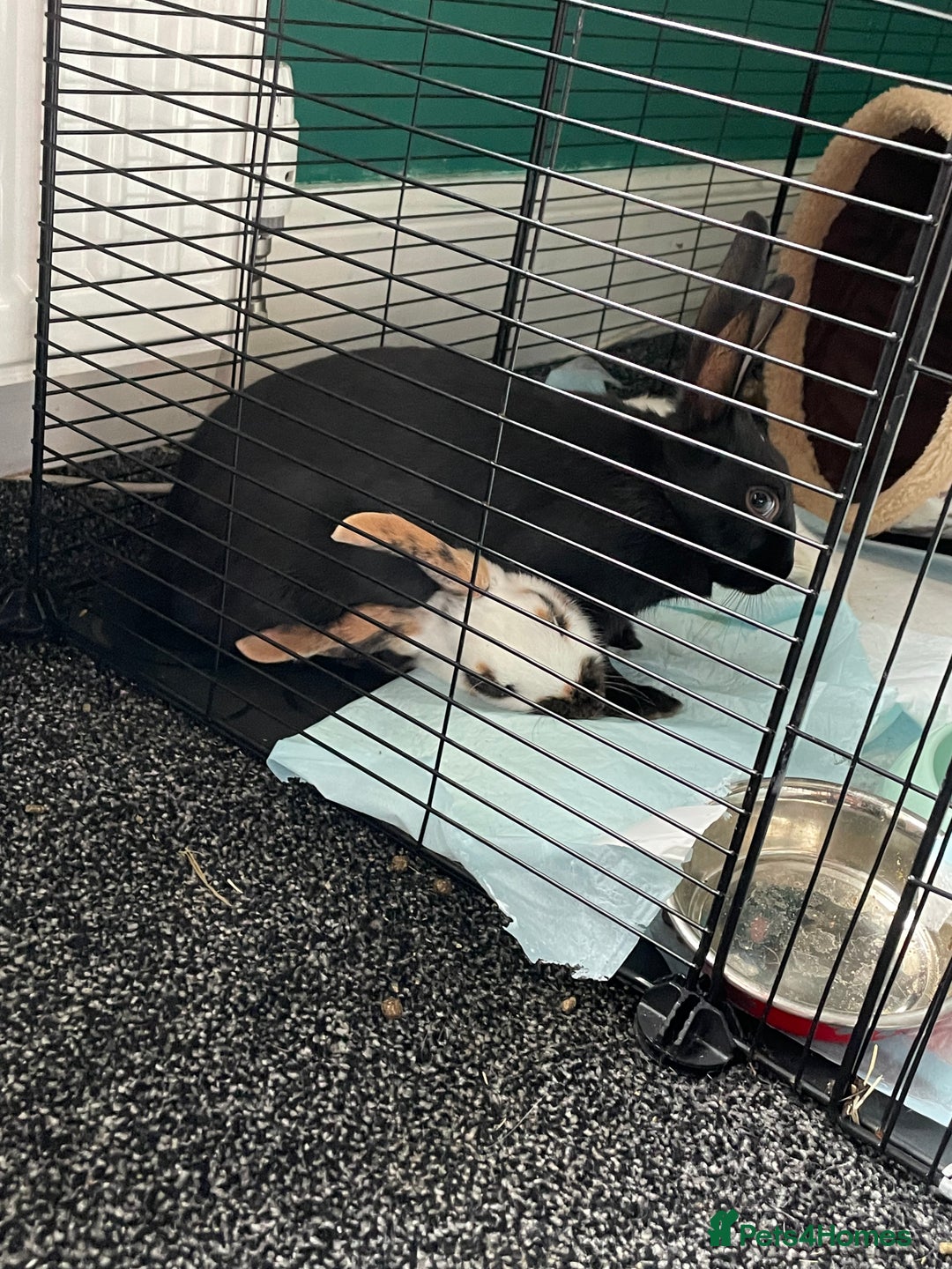 Mixed Breed rabbits for sale: 2 rabbits - Image 4