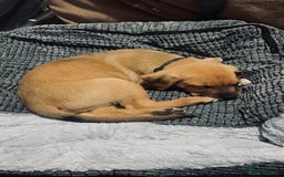 Mixed Breed dogs for sale: Staffy×Serbian Defence Male Puppy – Ready Now - Image 13