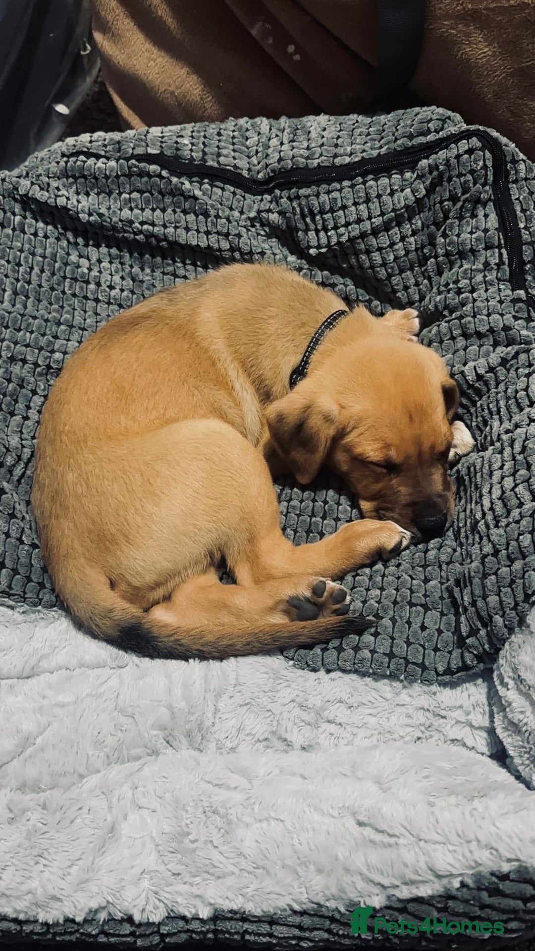 Mixed Breed dogs for sale: Staffy×Serbian Defence Male Puppy – Ready Now - Image 13