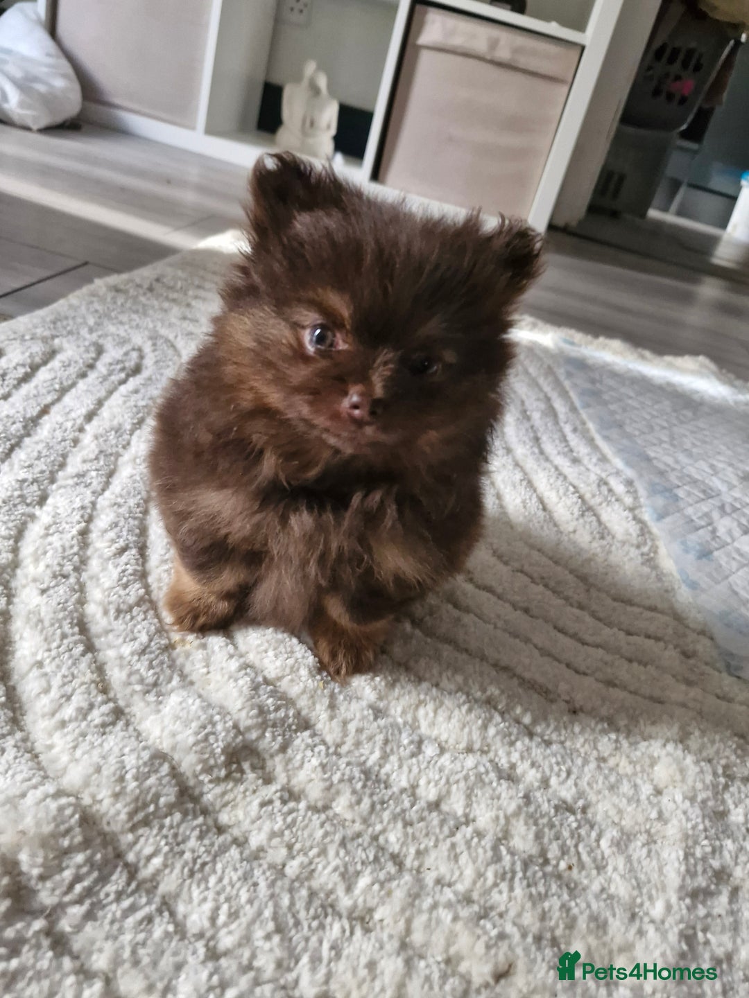 Pomeranian dogs for sale: Beautiful short snout kc pomeranian puppies - Advert 10