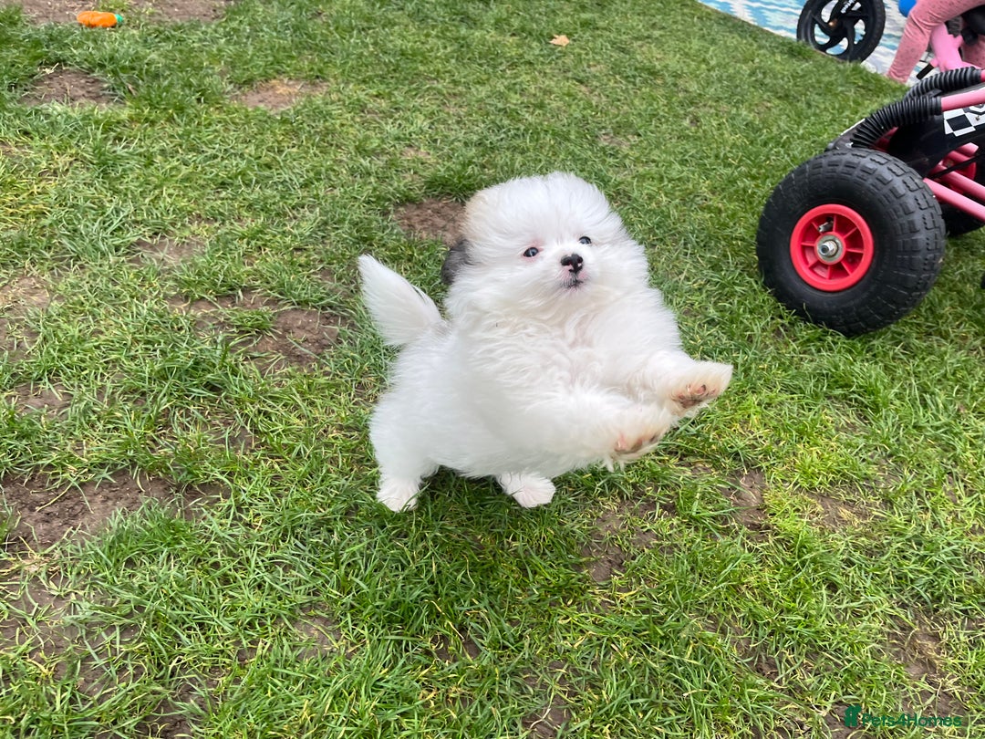 Mixed Breed dogs for sale: Maltipom  - Image 5
