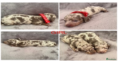 Miniature Dachshund dogs *ADORABLE ISABELLA DAPPLE PUPPIES* - Advert 5