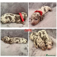Miniature Dachshund dogs *ADORABLE ISABELLA DAPPLE PUPPIES* - Advert 5