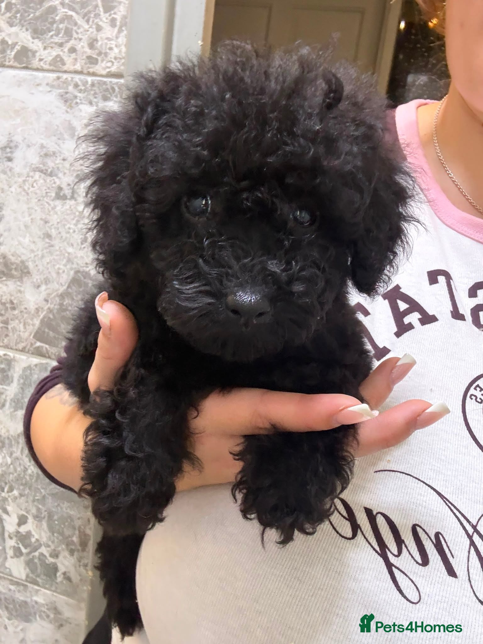 Poodle dogs Beautiful Poodle Puppies - Advert 2