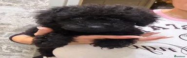 Poodle 2