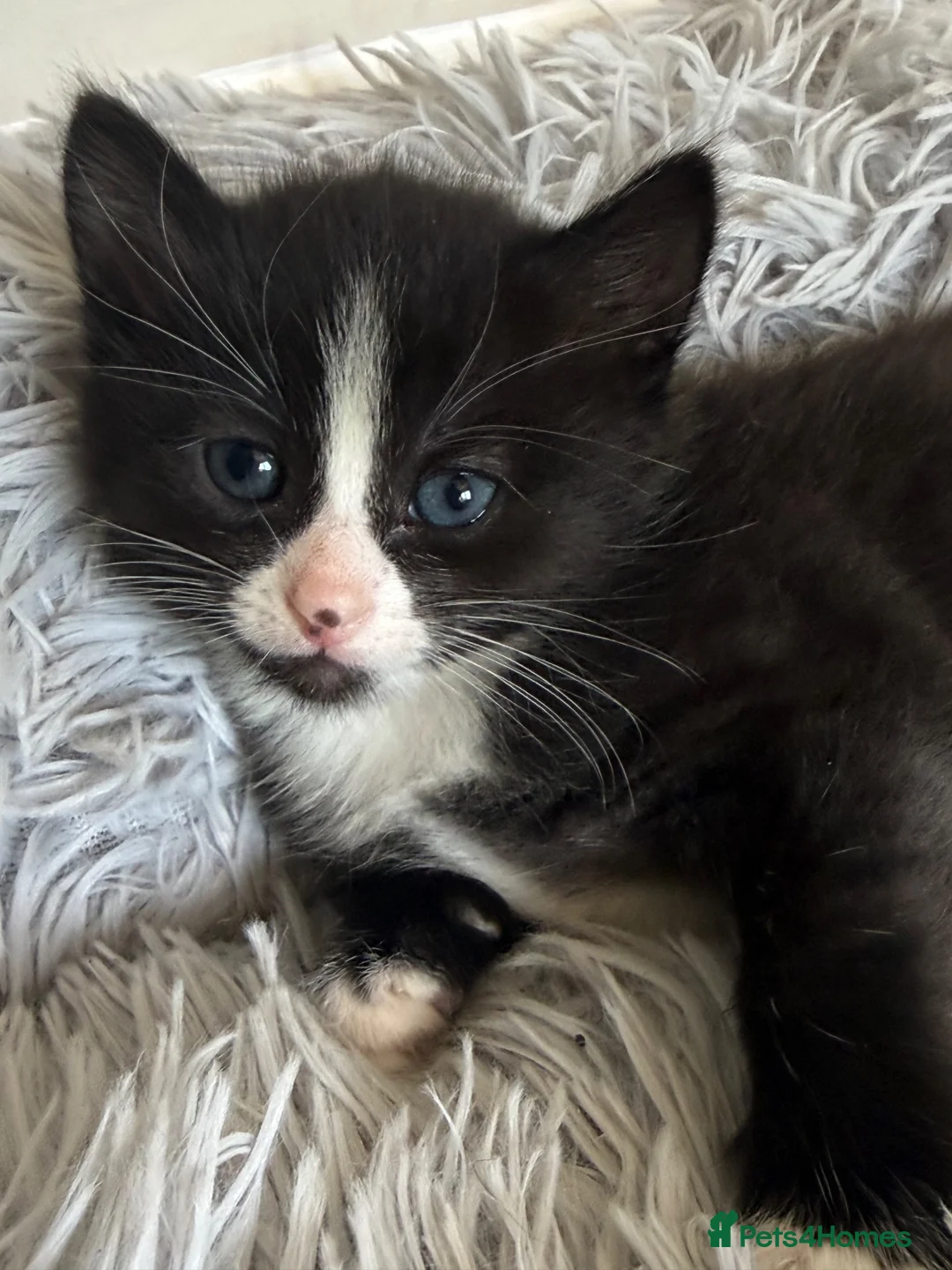 British Shorthair cats for sale: Girl kitten - Advert 1