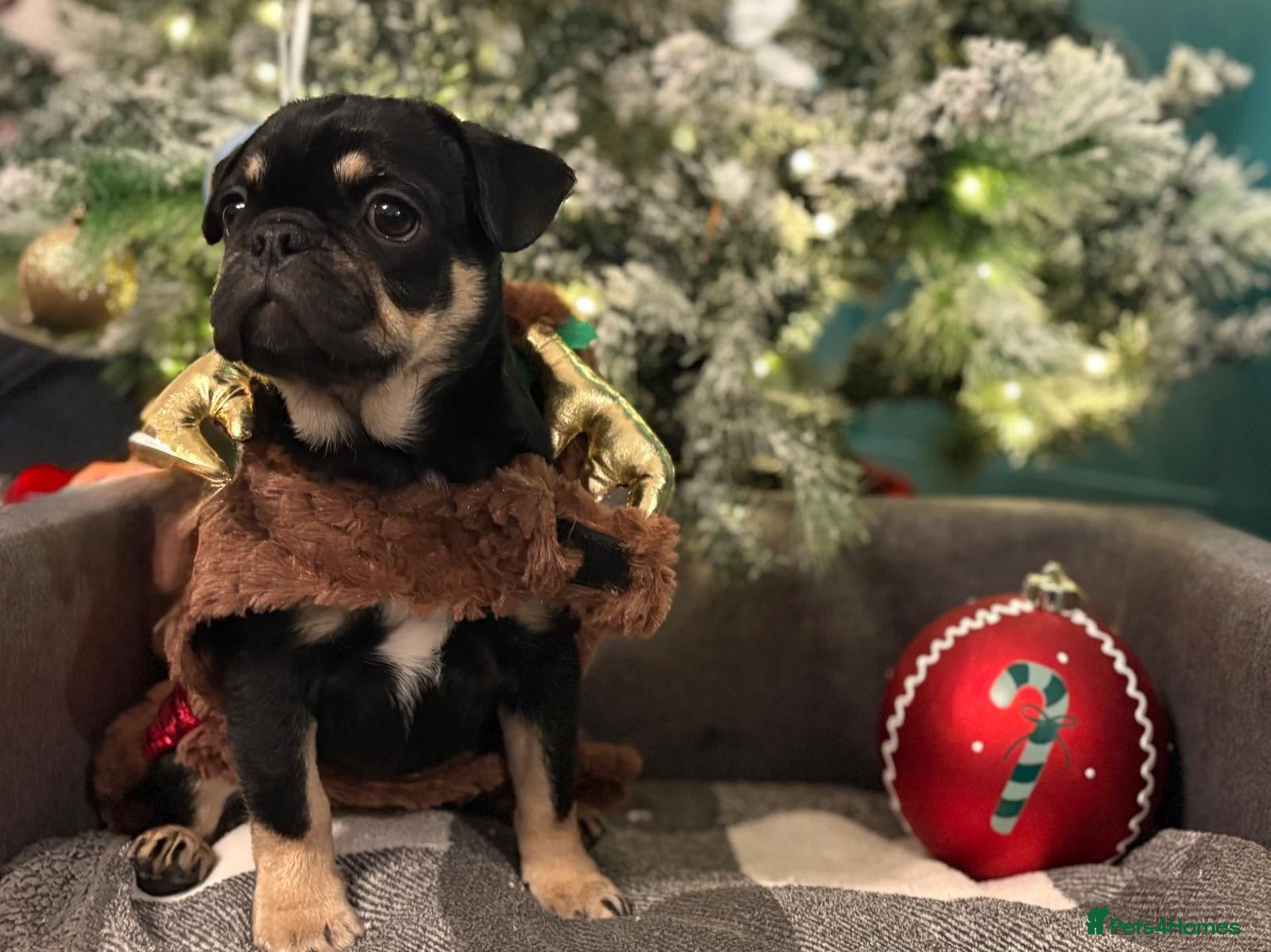 Frug dogs ♥️One adorable baby frug left ♥️ - Advert 11