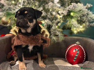 Frug dogs ♥️One adorable baby frug left ♥️ - Advert 1