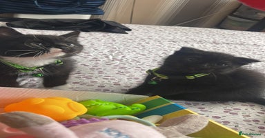 Mixed Breed cats - Advert 3
