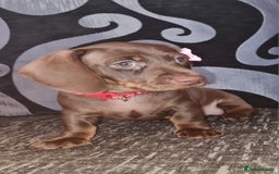 Miniature Dachshund dogs for sale: 💜 STUNNING MINIATURE CHOCOLATE Dachshunds💜 - Image 4