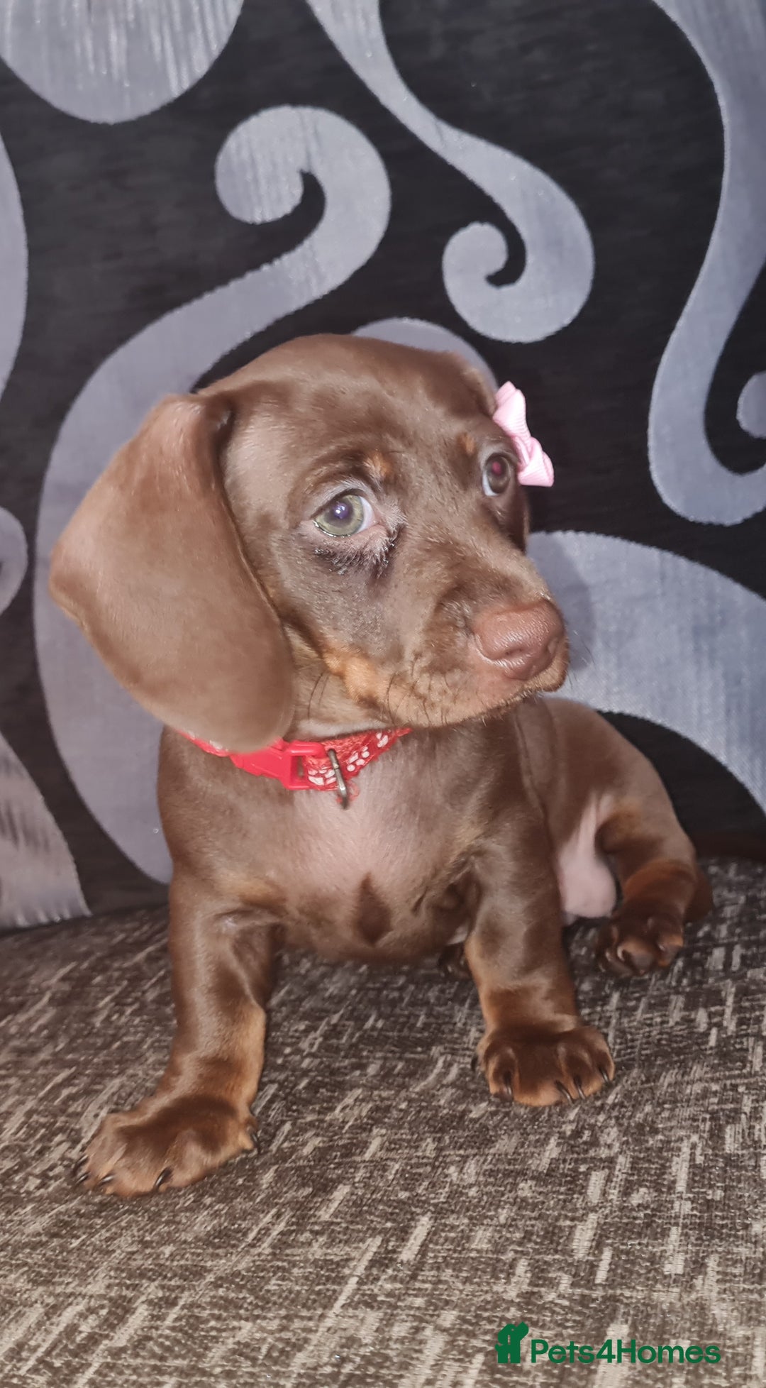 Miniature Dachshund dogs for sale: 💜 STUNNING MINIATURE CHOCOLATE Dachshunds💜 - Image 4