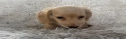 Miniature Dachshund dogs for sale: KC Longhaired Cream Miniature Dachshund Puppies - Advert 8