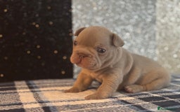 French Bulldog dogs for sale: Beautiful litter of 4 - Image 11