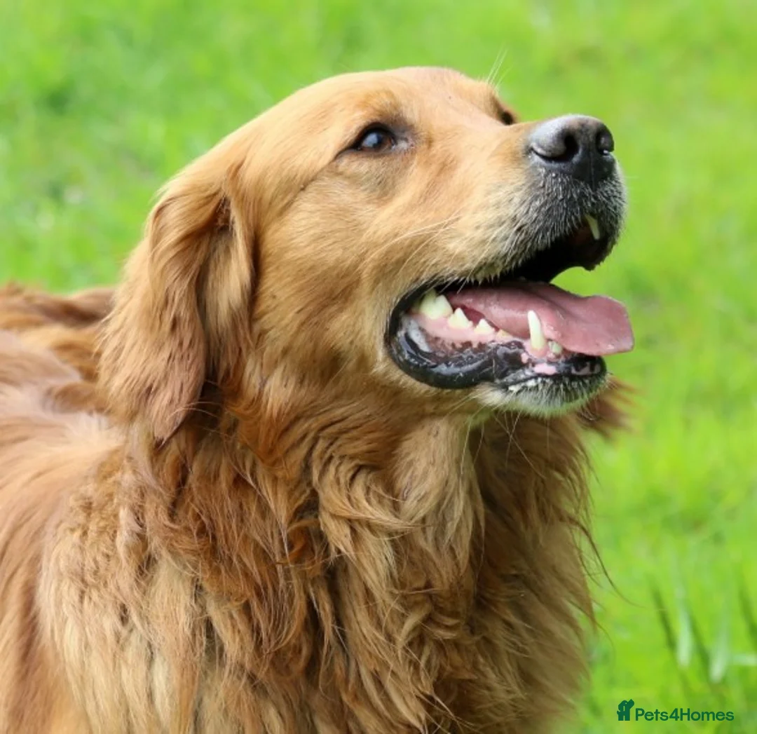 Golden Retriever dogs for stud: BRINSWORTHY DENMAN OF JALK A DOG OF A LIFETIME! in Doncaster - Advert 14