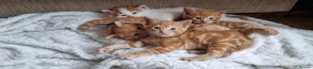 Mixed Breed Kitten 1
