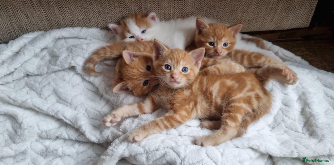 Mixed Breed cats for sale: Adorable Kittens. Ginger males - Image 12