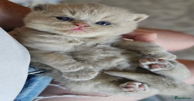 British Shorthair cats - Advert 11