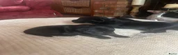 Labrador Retriever dogs for sale: Chunky Labrador puppies - Advert 9