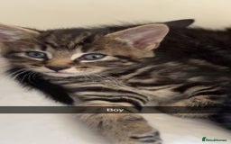 British Shorthair cats for sale: 5 beautiful kittens  - Image 2