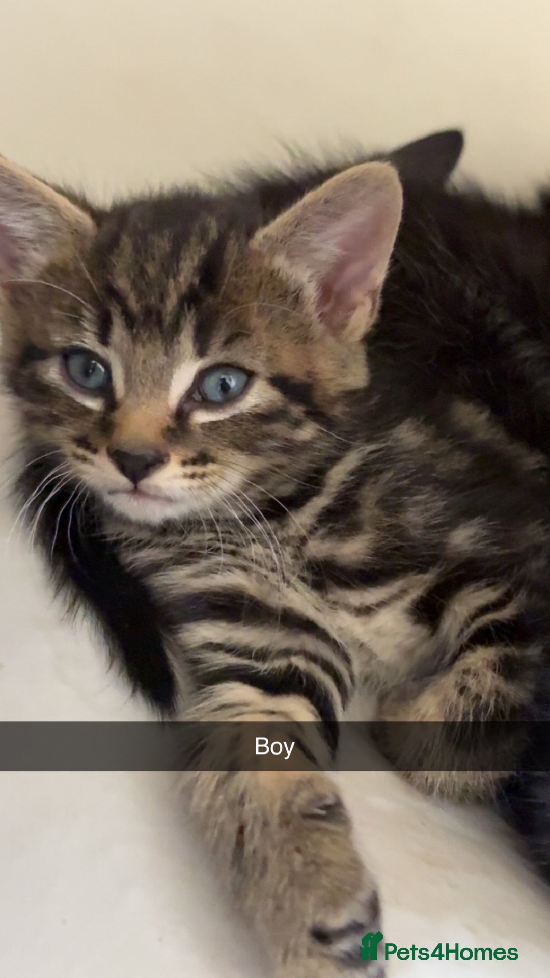 British Shorthair cats for sale: 5 beautiful kittens  - Image 2