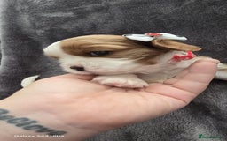 Cavalier King Charles Spaniel dogs for sale: 🐶 KC Cavalier King Charles Spaniel Puppies 🐶 - Image 8