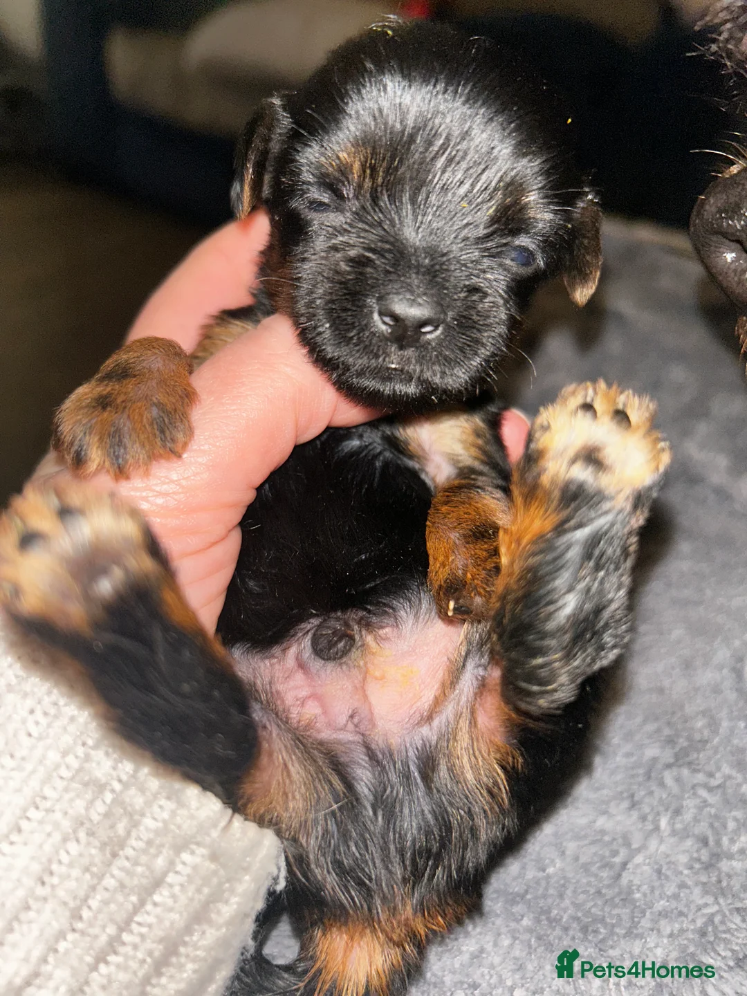 Yorkshire Terrier dogs for sale: Yorkshire terrier puppies  - Advert 18