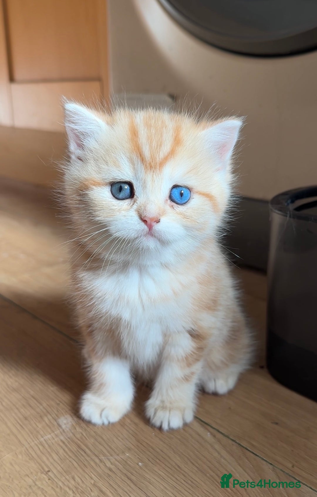 British Shorthair cats for sale: GCCF reg BSH Chocolate and Black Golden Kittens in London - Image 16