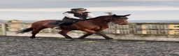 Irish Thoroughbred horses for sale: Ellie - Irish/Thoroughbred Mare in Buxton - Advert 2