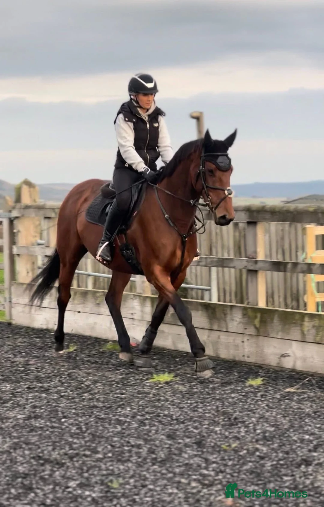 Irish Thoroughbred horses for sale: Ellie - Irish/Thoroughbred Mare in Buxton - Advert 2