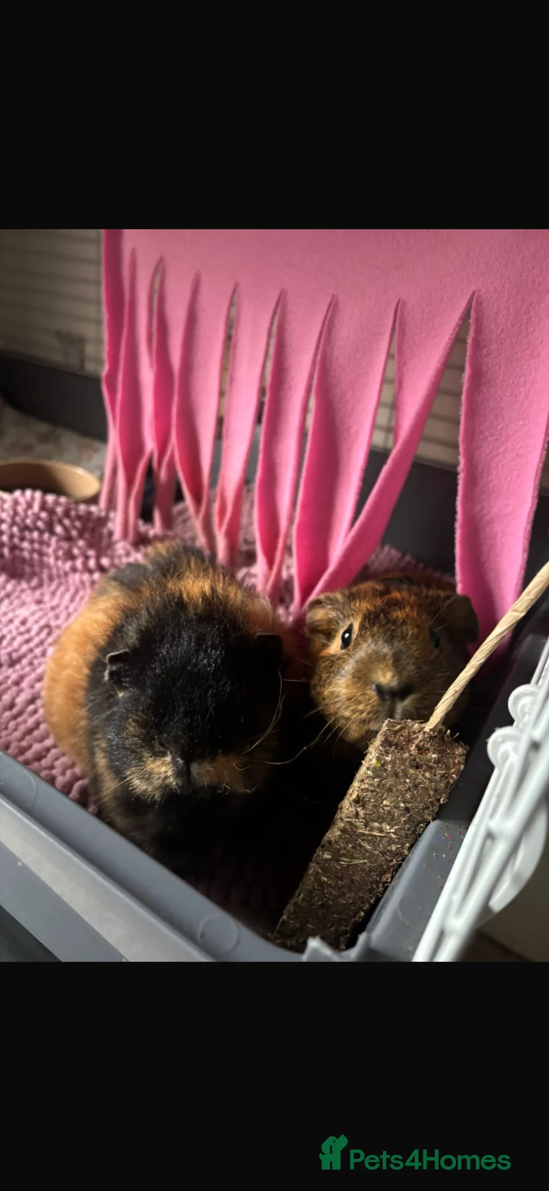 Guinea Pig rodents for sale: 2 lovely female guinea pigs needing to be rehomed  in Southampton - Advert 2