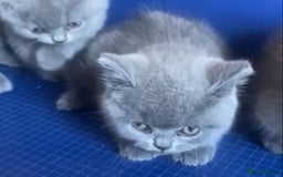 British Shorthair cats for sale: GCCF registered ChampionBloodline 5GENpedigree BSH - Image 8