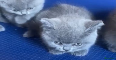 British Shorthair cats - Advert 14