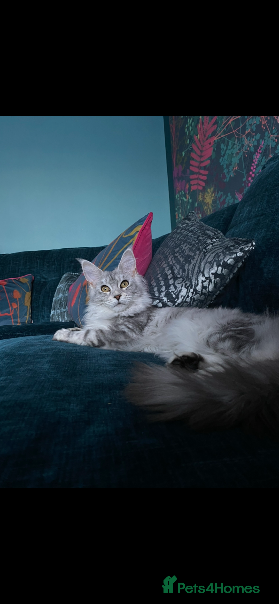 Maine Coon cats for sale: Pedigree registered Maine Coon - Advert 17