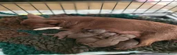 Chihuahua dogs for sale: Xx stunning Quality Kc chocolate litter Xx - Advert 19
