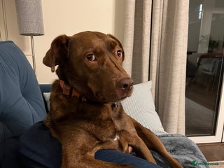 Mixed Breed dogs - Advert 25