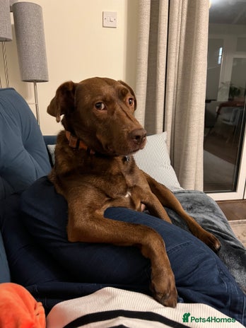 Mixed Breed dogs Coko Looking For His Forever Home - Advert 3