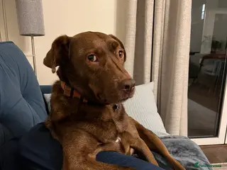 Mixed Breed dogs Coko Looking For His Forever Home - Advert 1