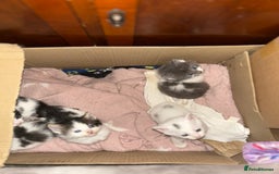 Mixed Breed cats for sale: Fluffy kittens ready soon  - Image 13