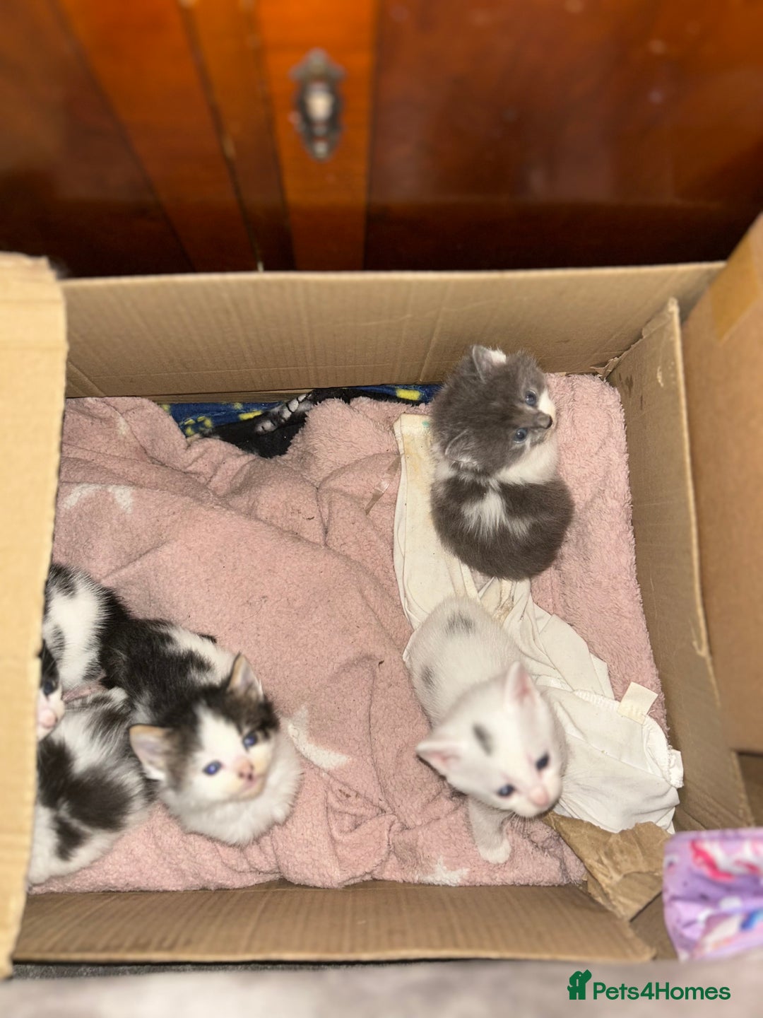 Mixed Breed cats for sale: Fluffy kittens ready soon  - Image 13